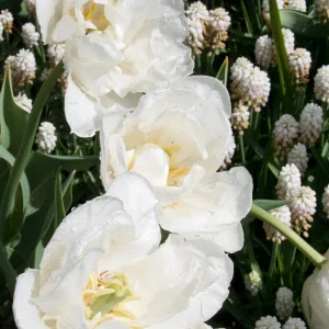 IMG_2929.webp