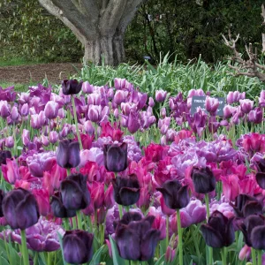 IMG_2942.webp