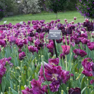 IMG_2943.webp