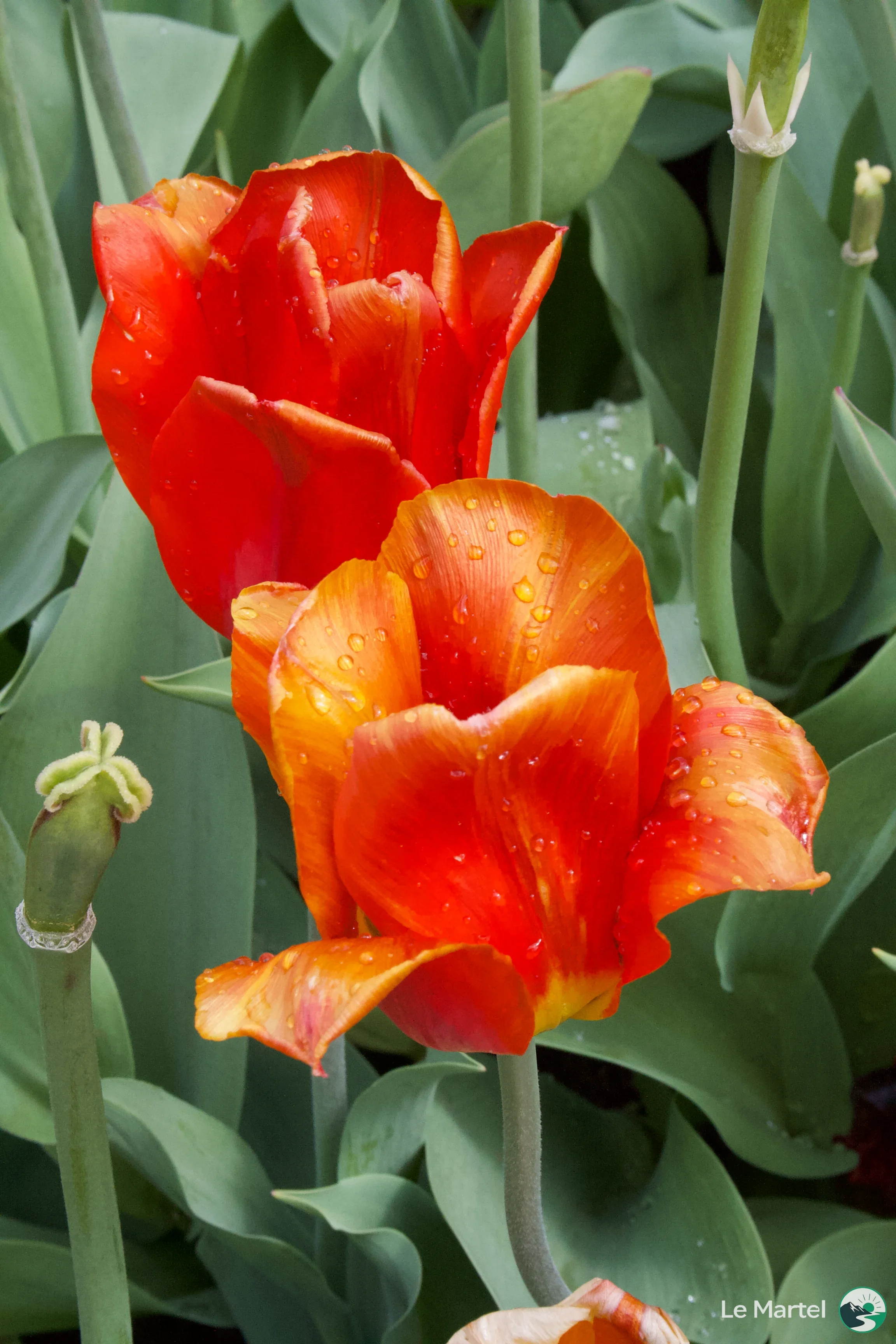 IMG_2915.webp