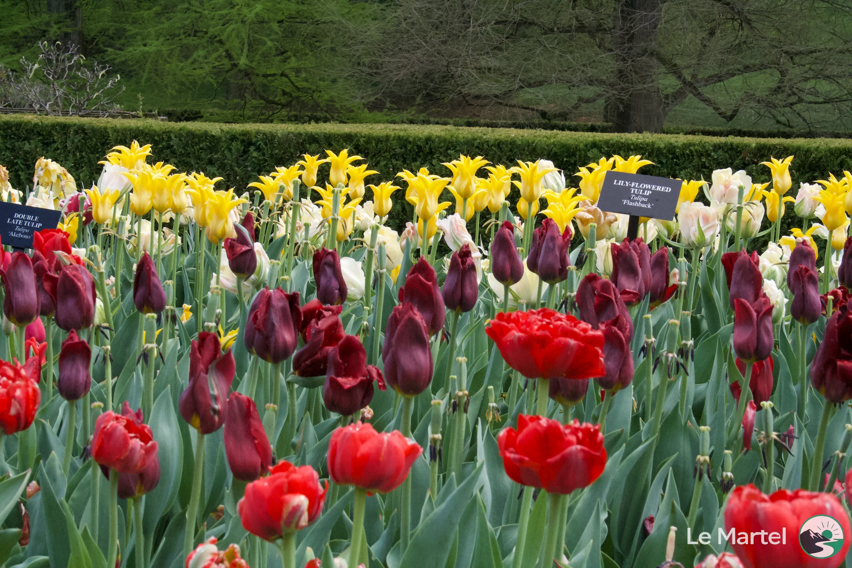 IMG_2919.webp