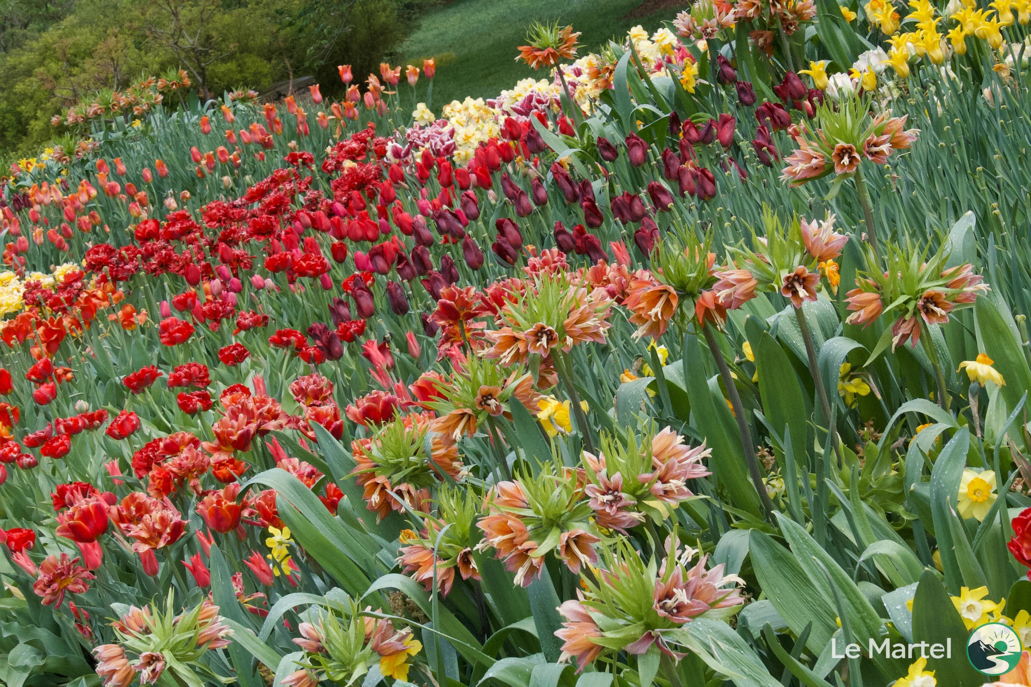 IMG_2922.webp