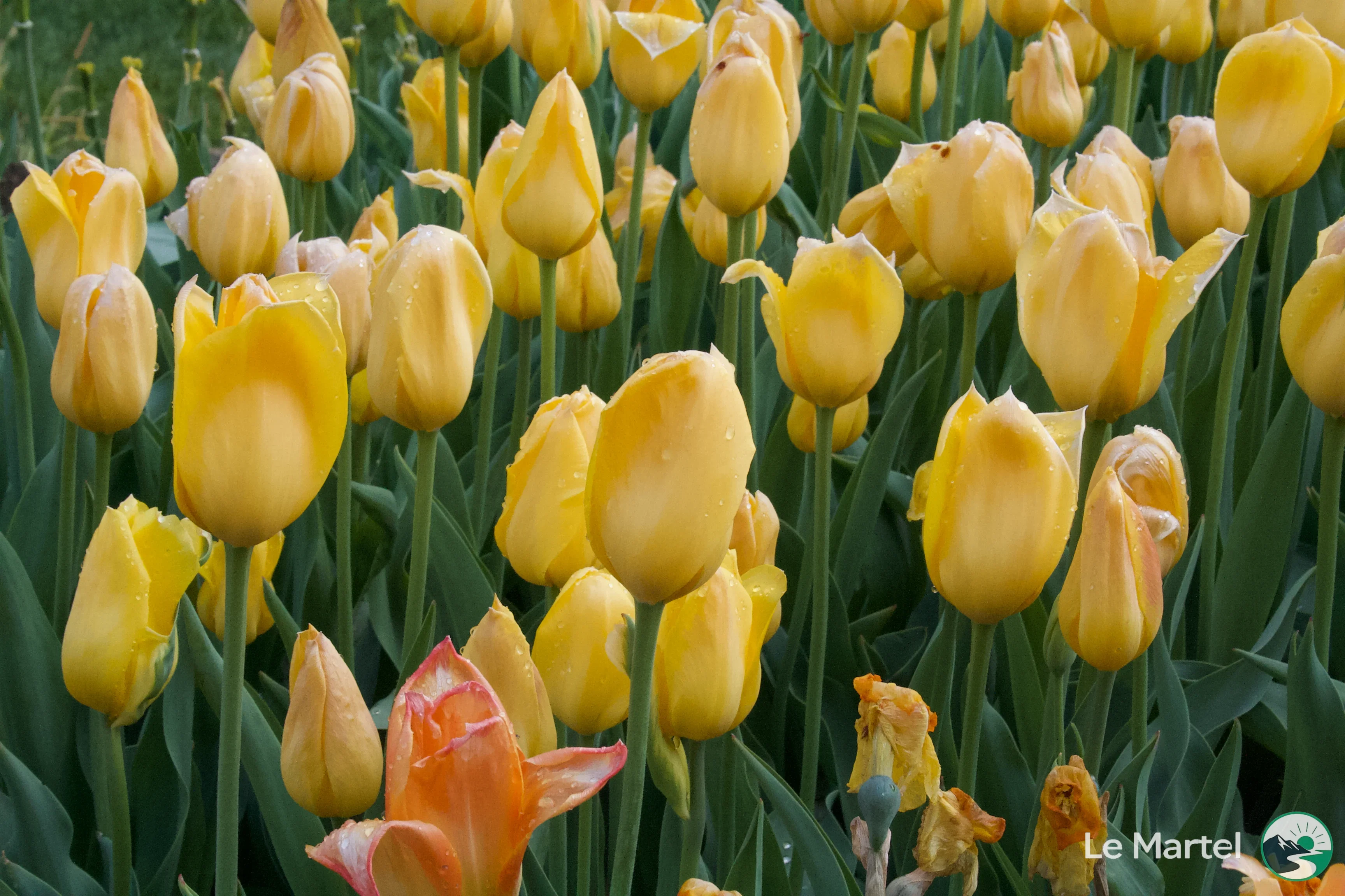 IMG_2926.webp