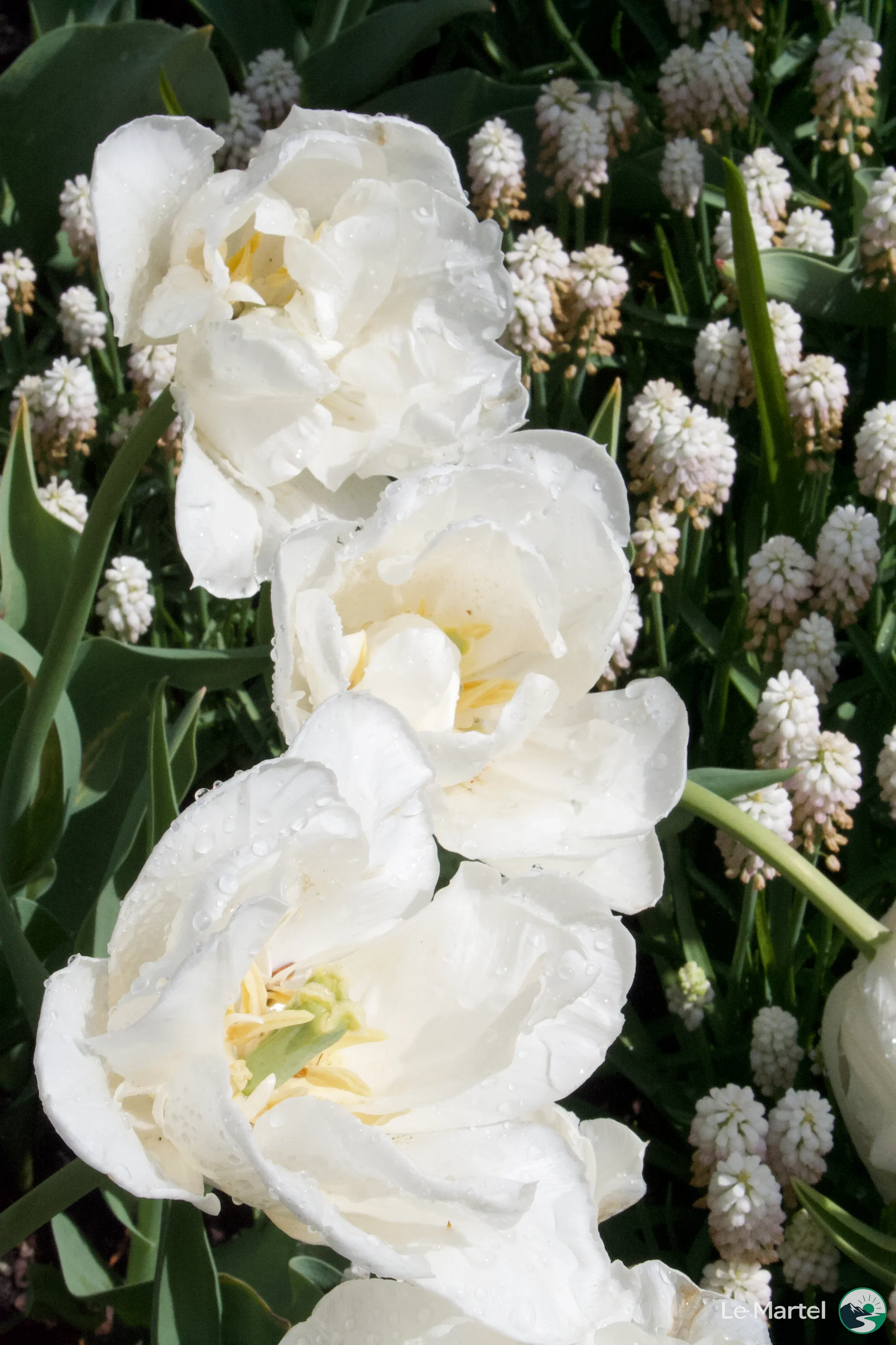 IMG_2929.webp