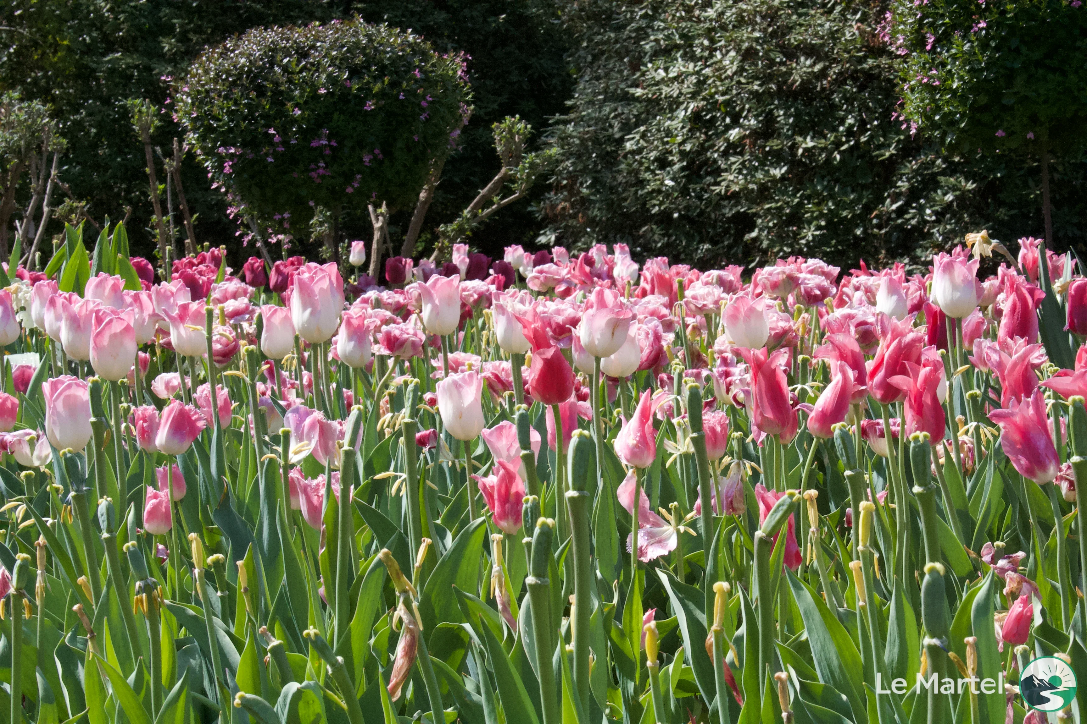 IMG_2938.webp