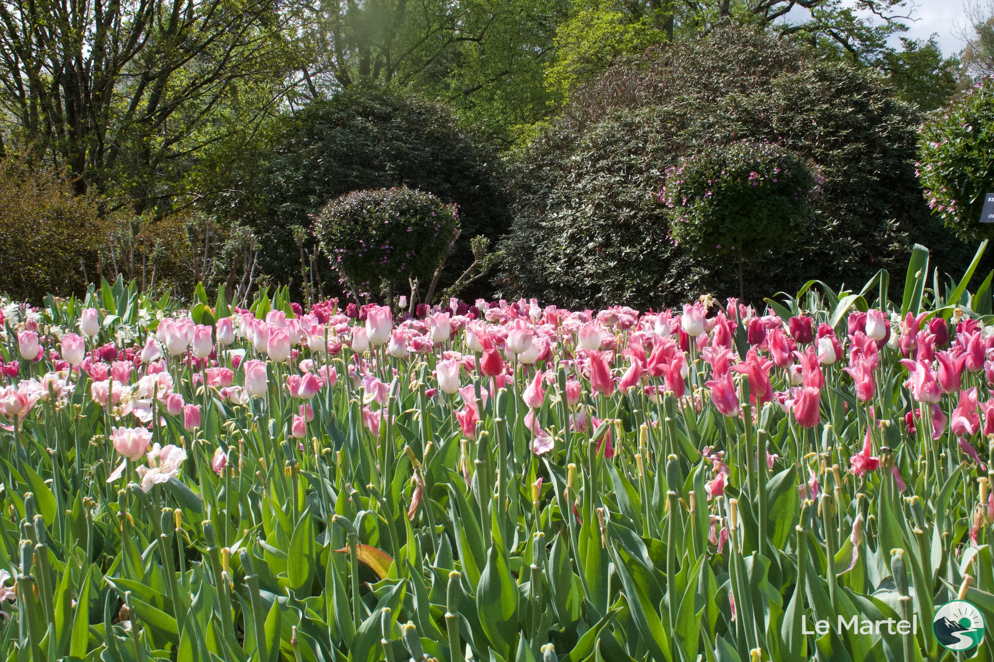 IMG_2939.webp