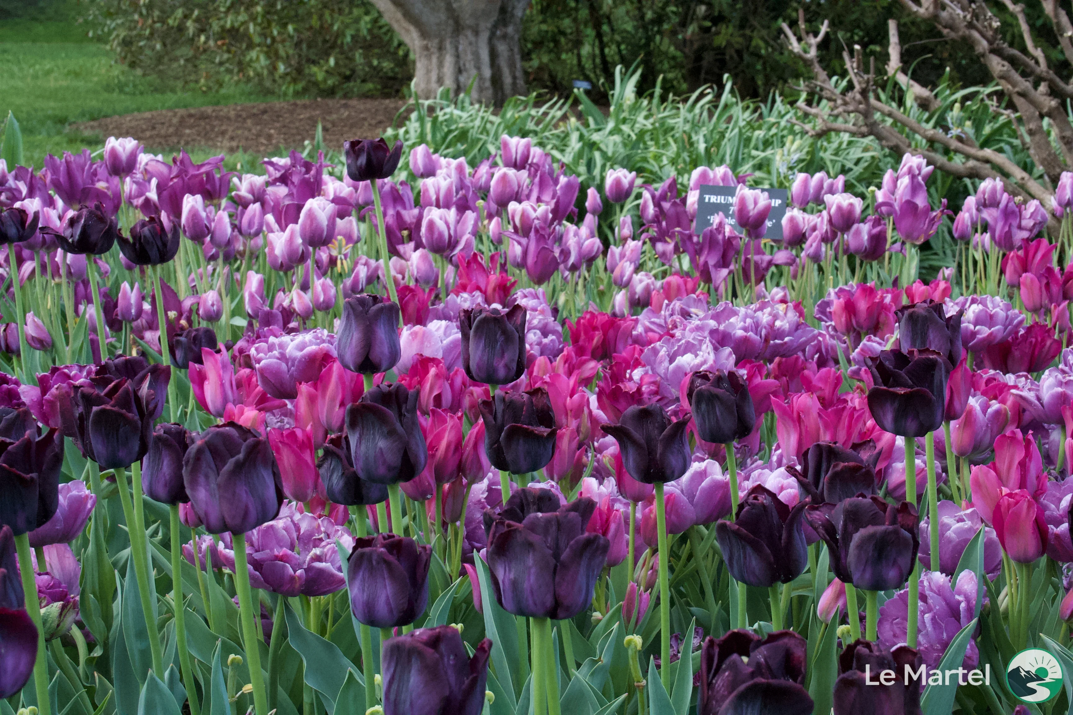 IMG_2941.webp