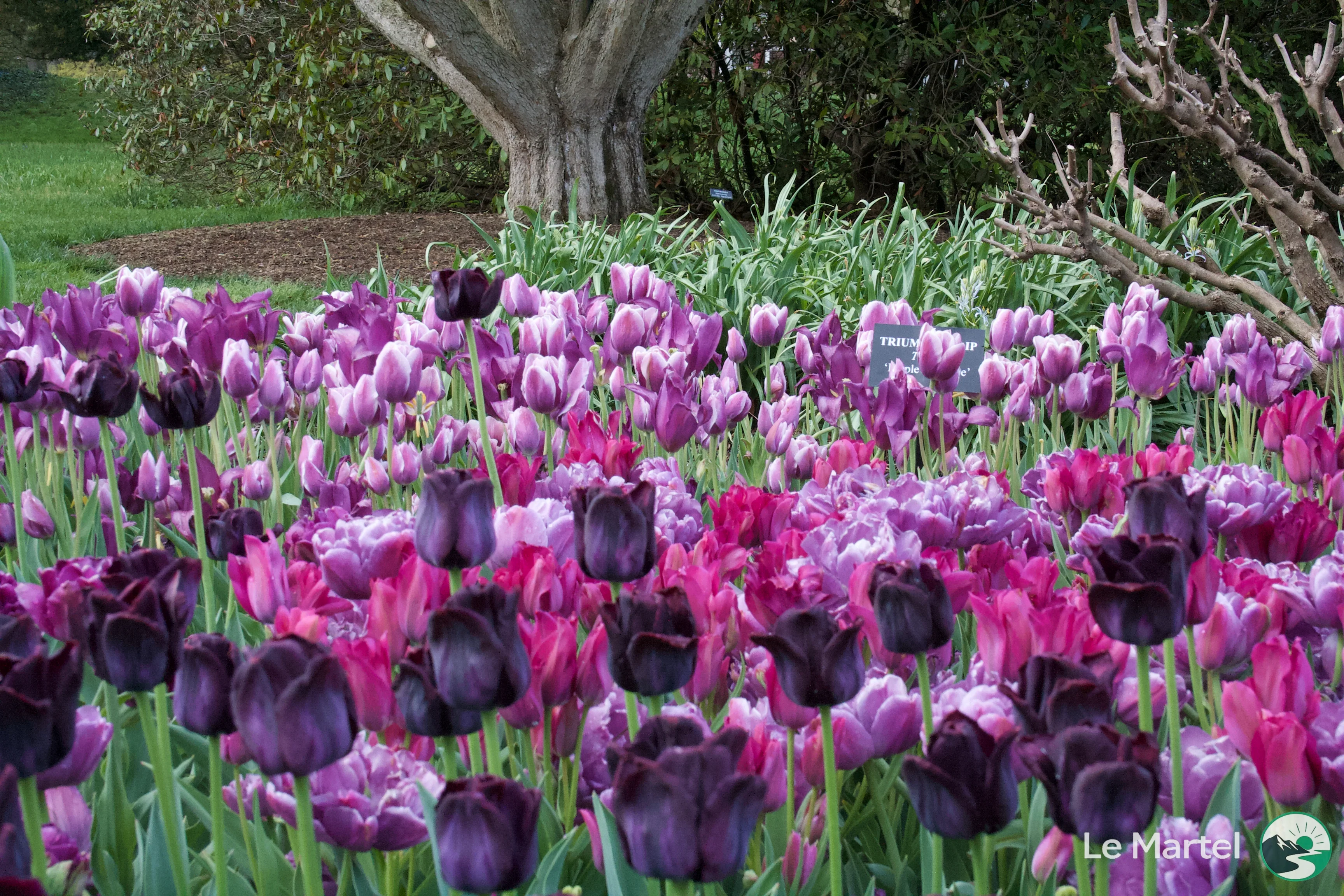 IMG_2942.webp