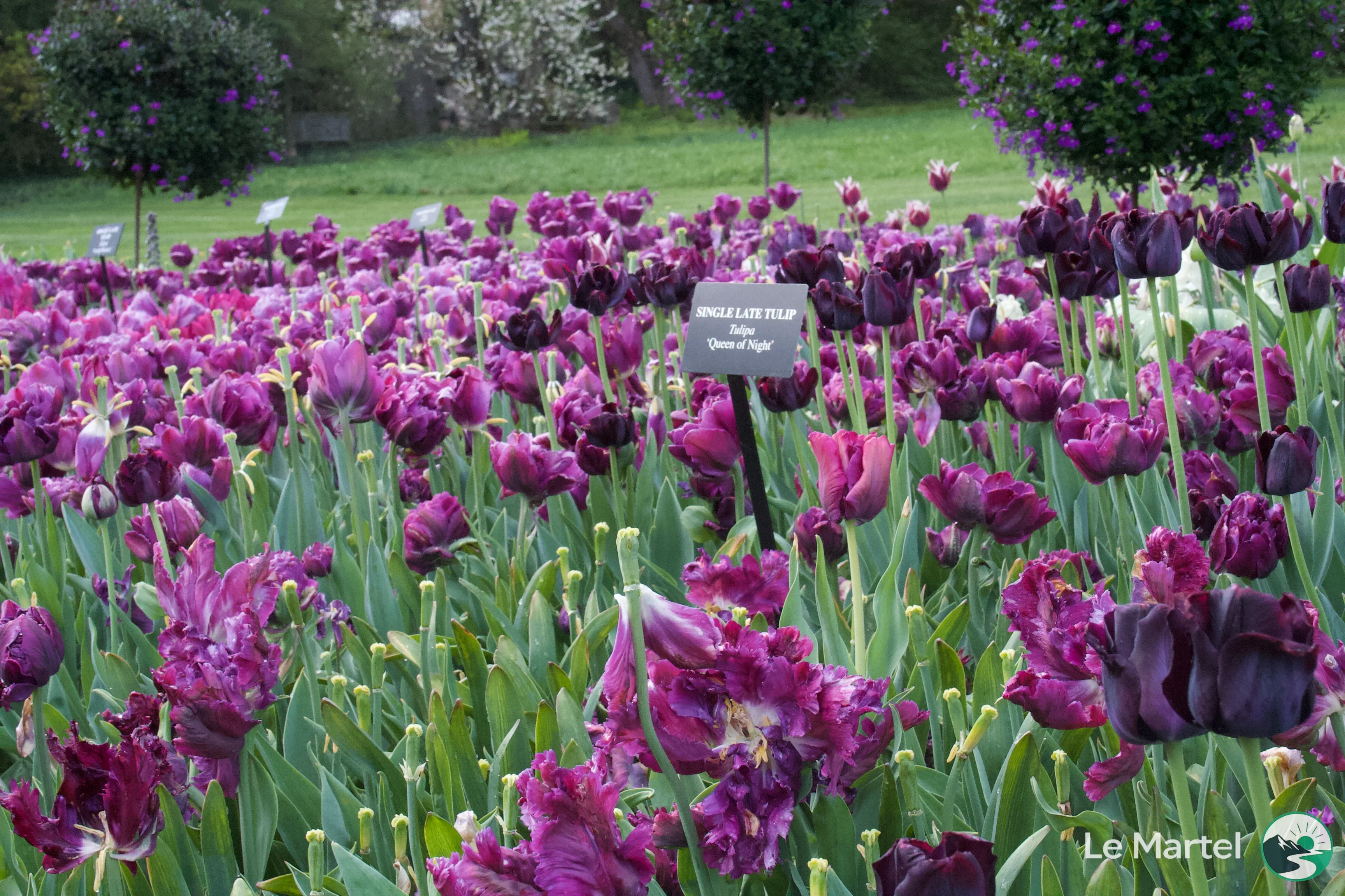 IMG_2943.webp